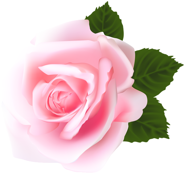 This png image - Rose Pink PNG Clip Art, is available for free download