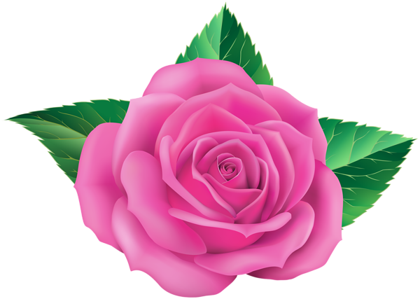 This png image - Rose Pink PNG Clip Art Image, is available for free download