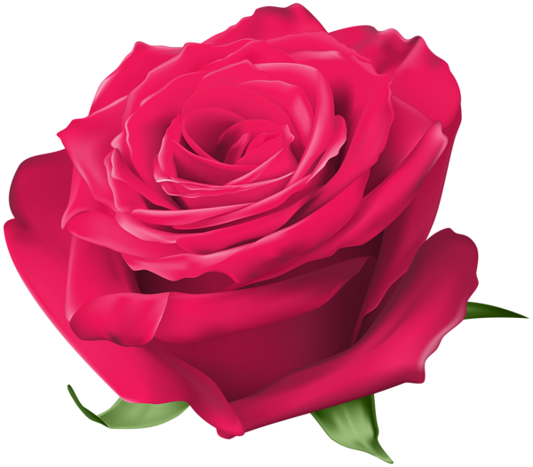 This png image - Rose Pink Transparent Image, is available for free download