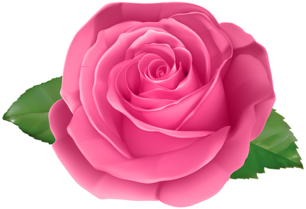 This png image - Rose Pink Transparent PNG Clip Art Image, is available for free download