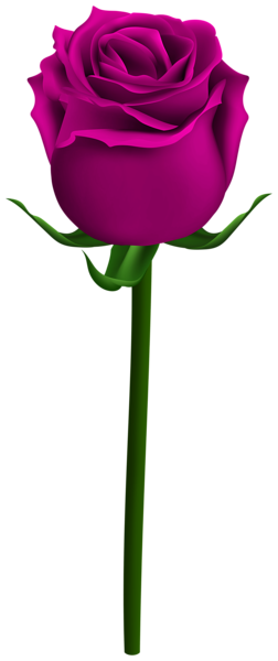 This png image - Rose Pink with Steam PNG Clipart, is available for free download