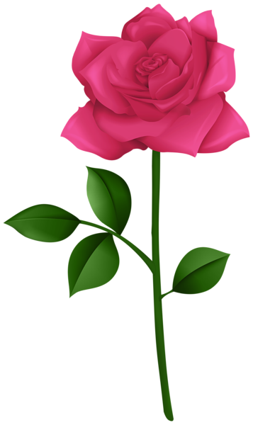 This png image - Rose Pink with Steam PNG Transparent Clipart, is available for free download