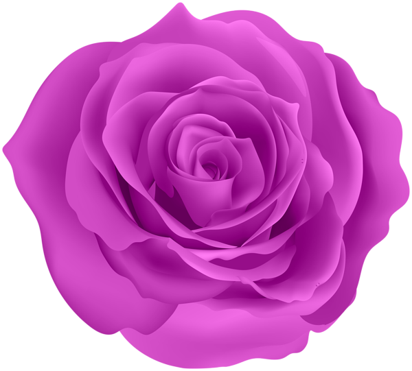 This png image - Rose Purple Color PNG Clipart, is available for free download