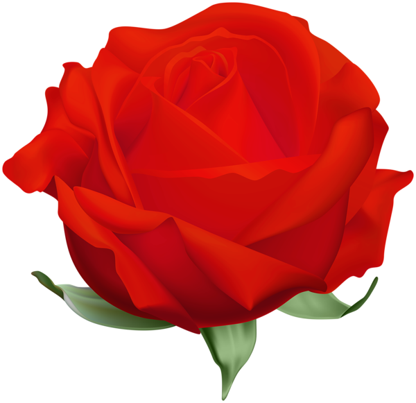 This png image - Rose Red Open PNG Clipart, is available for free download