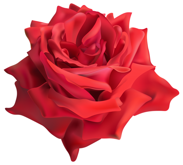 This png image - Rose Red PNG Transparent Clip Art Image, is available for free download