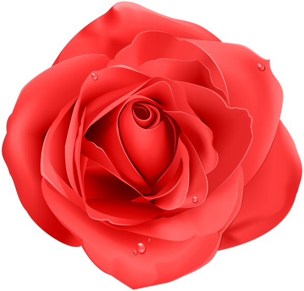 This png image - Rose Red Transparent PNG Clip Art, is available for free download