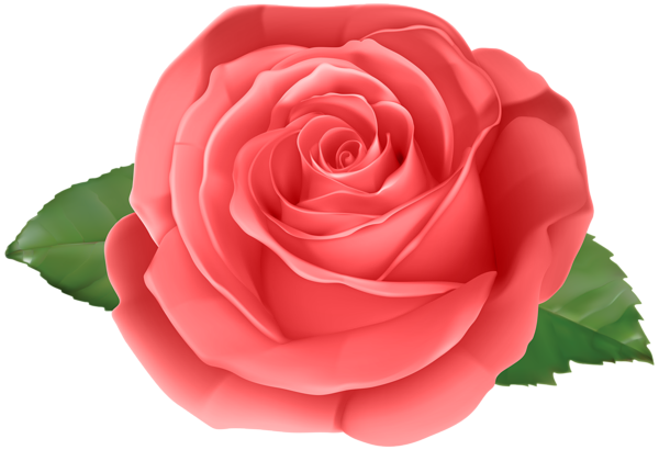 This png image - Rose Red Transparent PNG Clip Art Image, is available for free download