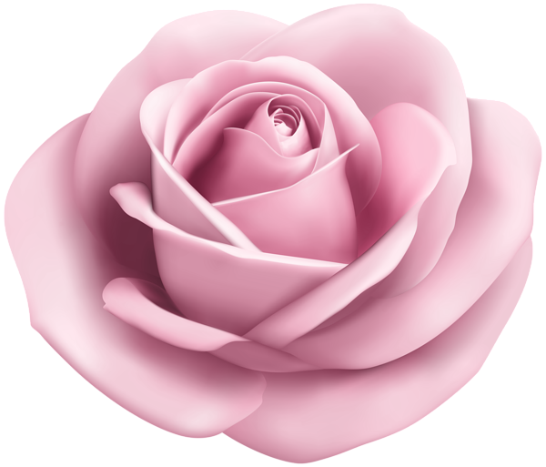 This png image - Rose Soft Pink Transparent PNG Clip Art Image, is available for free download