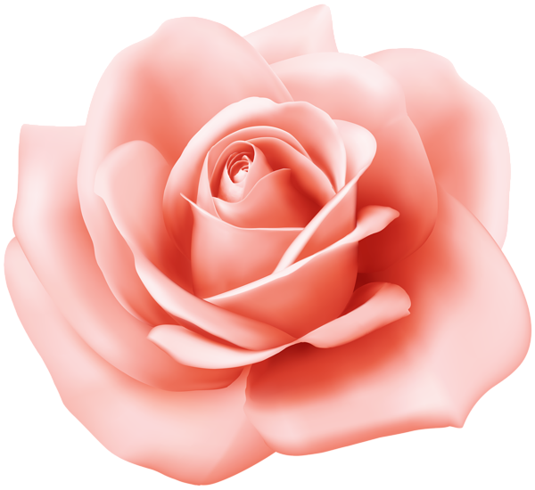 This png image - Rose Transparent Image, is available for free download