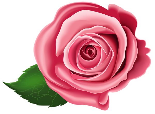 This png image - Rose Transparent PNG Clip Art, is available for free download