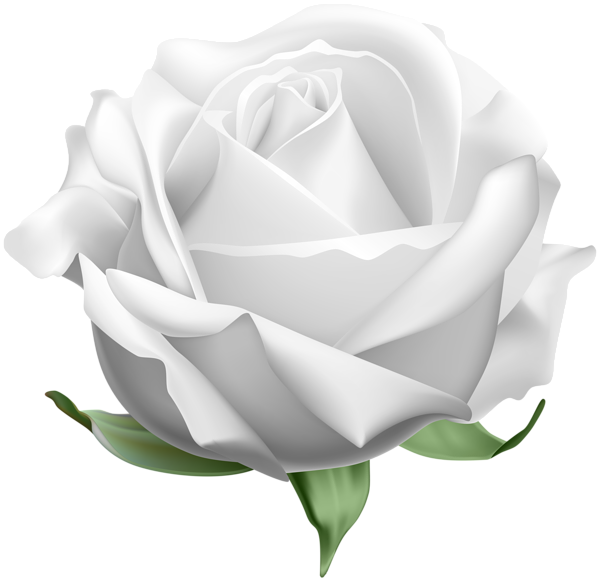 This png image - Rose White Open PNG Clipart, is available for free download