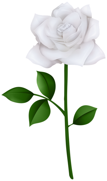 This png image - Rose White with Steam PNG Transparent Clipart, is available for free download