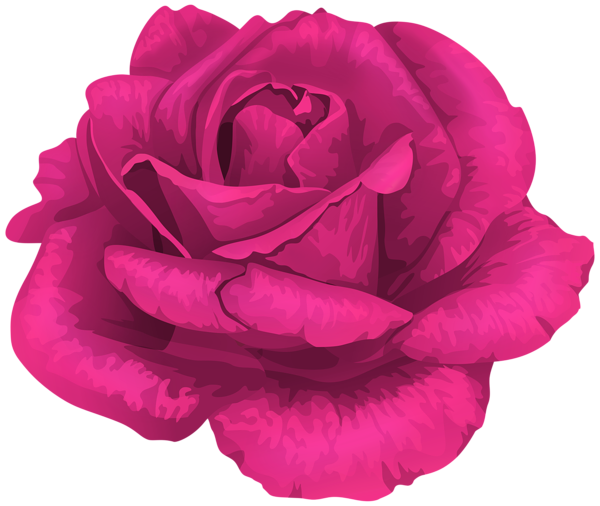 This png image - Rose in Pink Transparent PNG Clipart, is available for free download