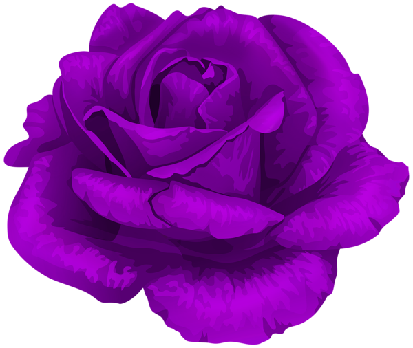 This png image - Rose in Purple Transparent PNG Clipart, is available for free download