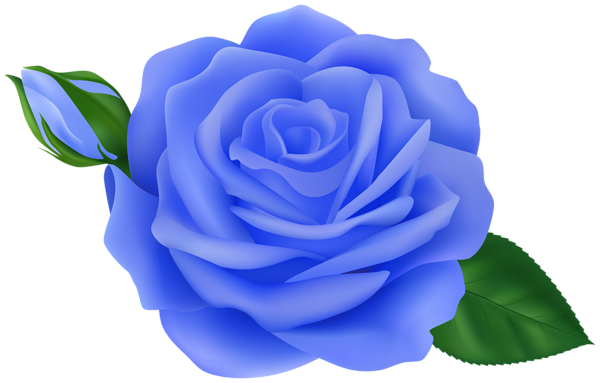 This png image - Rose with Bud Blue Transparent Clipart, is available for free download