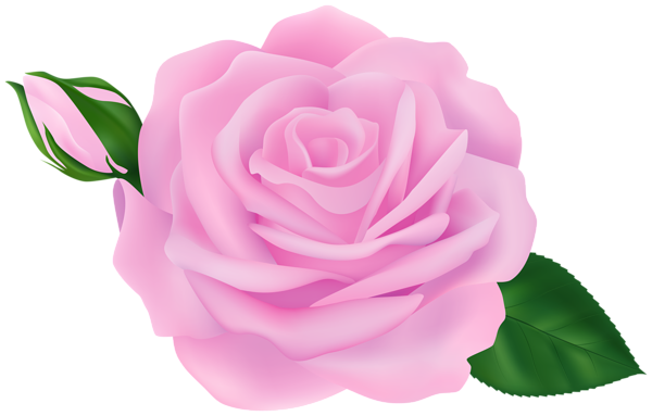 This png image - Rose with Bud Pink Transparent Clipart, is available for free download