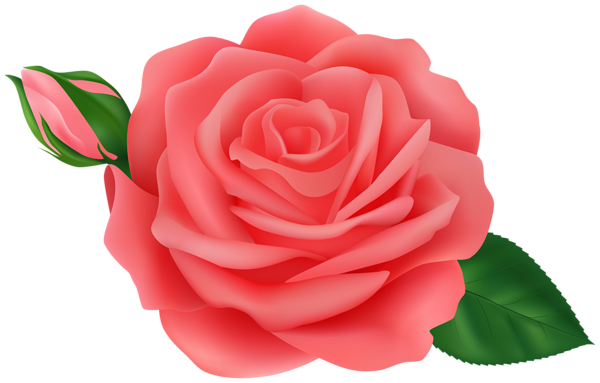 Rose with Bud Red Transparent Clipart | Gallery Yopriceville - High ...