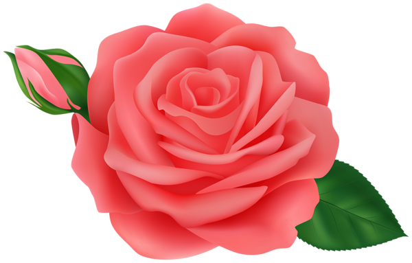 This png image - Rose with Bud Red Transparent Clipart, is available for free download