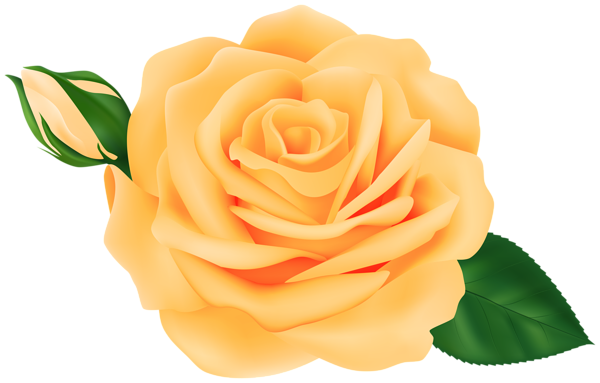 This png image - Rose with Bud Yellow Transparent Clipart, is available for free download
