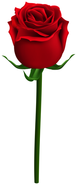 This png image - Rose with Steam PNG Clipart, is available for free download