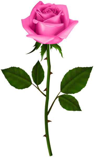 This png image - Rose with Steam Pink PNG Transparent Clipart, is available for free download