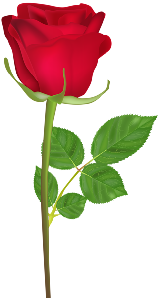 This png image - Rose with Stem Red PNG Clip Art Image, is available for free download
