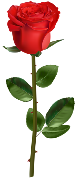 This png image - Rose with Stem Red Transparent PNG Image, is available for free download