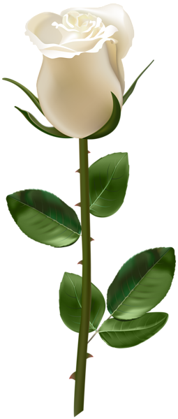 This png image - Rose with Stem White Transparent PNG Image, is available for free download