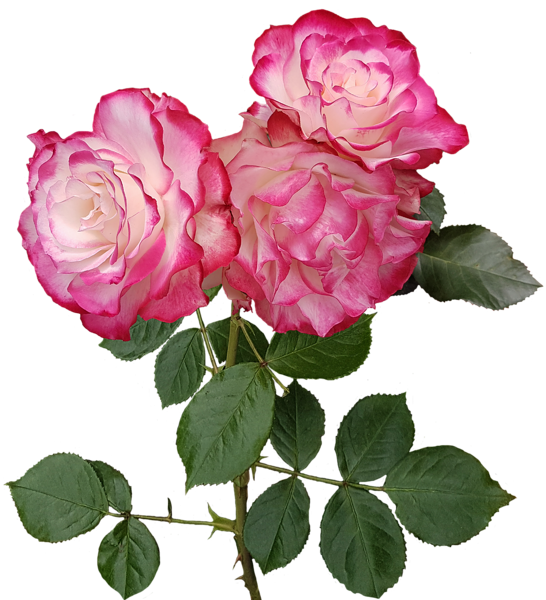 This png image - Roses Transparent PNG Image, is available for free download