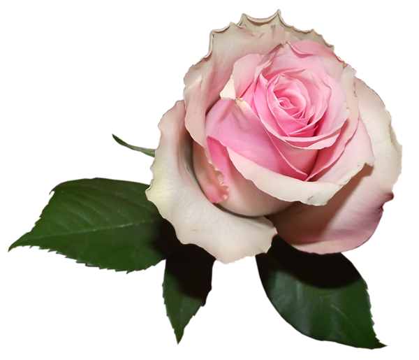 This png image - Soft Transparent Rose PNG Picture, is available for free download