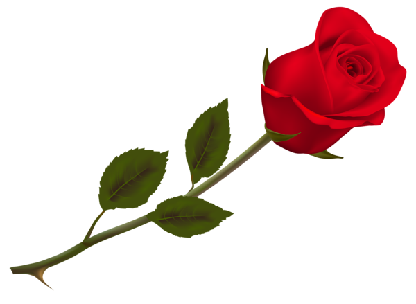 This png image - Transparent Beautiful Red Rose PNG Picture, is available for free download