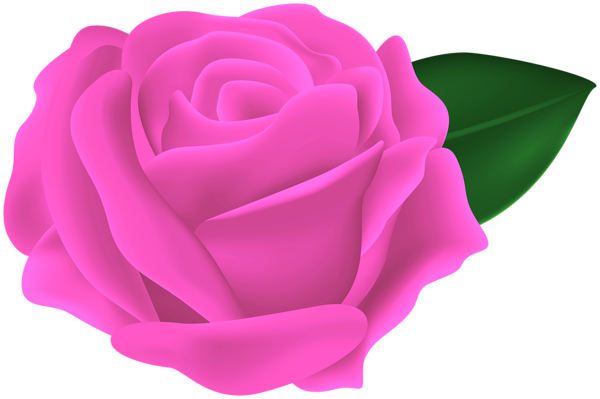 This png image - Transparent Pink Rose PNG Clipart, is available for free download
