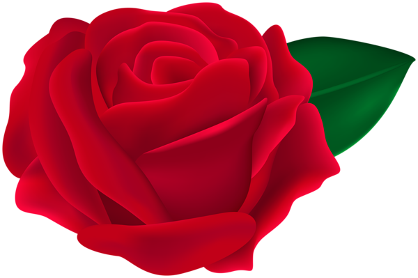 This png image - Transparent Red Rose PNG Clipart, is available for free download