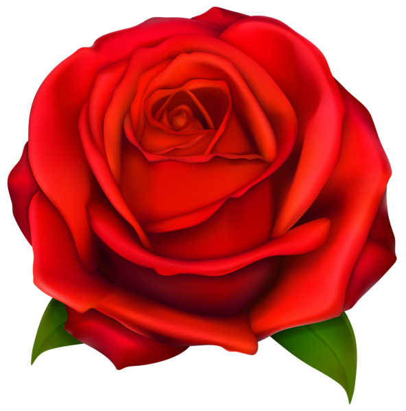 This png image - Transparent Red Rose PNG Clipart, is available for free download