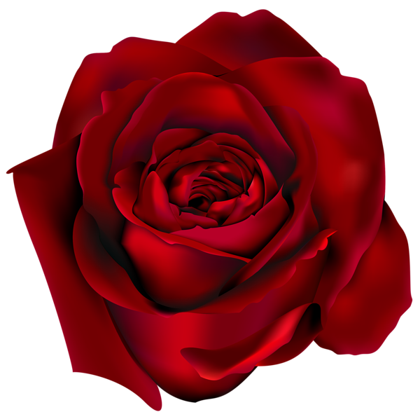 This png image - Transparent Red Rose PNG Clipart Picture, is available for free download