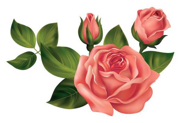 This png image - Transparent Roses PNG Clipart Picture, is available for free download