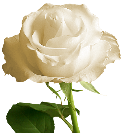 Transparent White Rose | Gallery Yopriceville - High-Quality Free ...