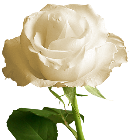 View Transparent Background White Rose Border Png Pics