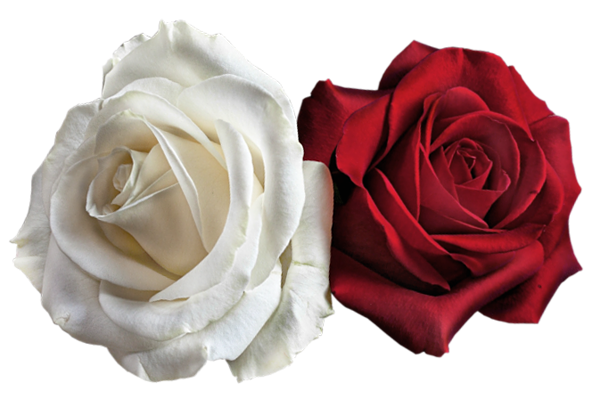 This png image - Transparent White and Red Roses PNG Picture, is available for free download