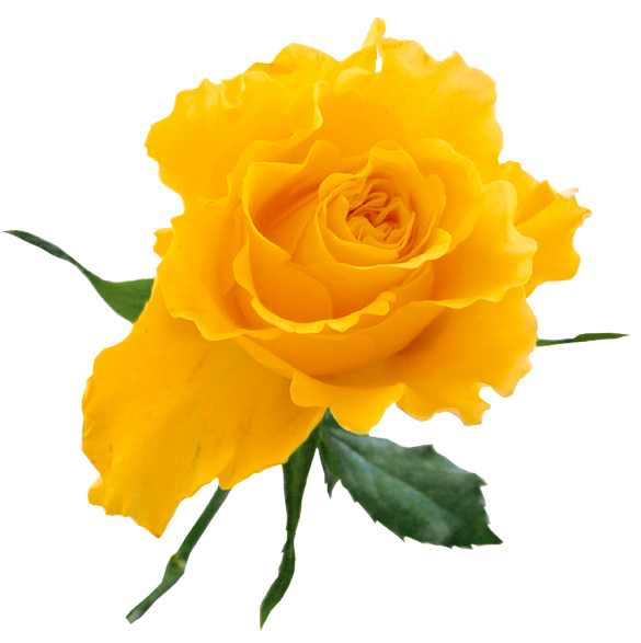 This png image - Transparent Yellow Rose, is available for free download