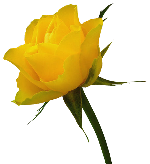 This png image - Transparent Yellow Rose Clipart, is available for free download