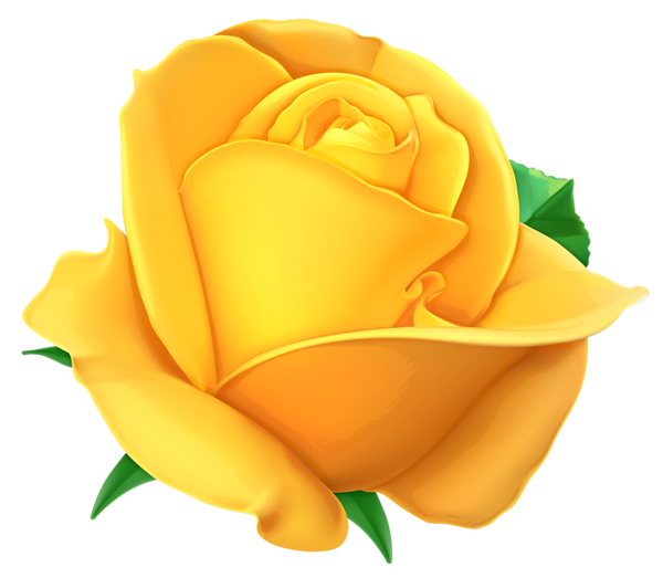 This png image - Transparent Yellow Rose PNG Clipart Picture, is available for free download