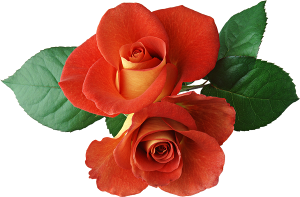 This png image - Two Roses Clipart, is available for free download