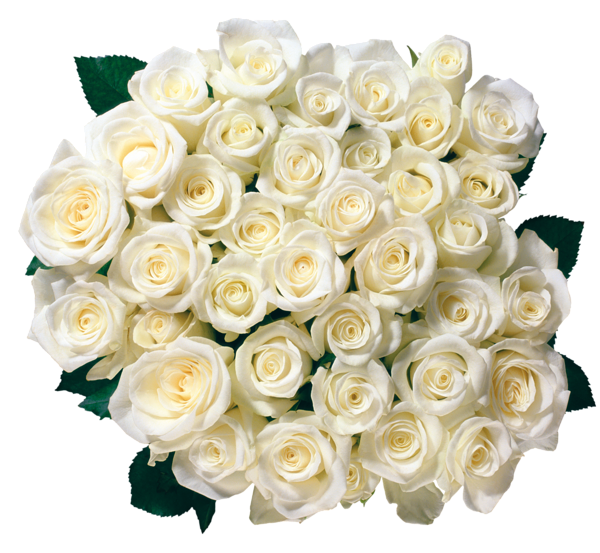 This png image - Whire Roses Transparent PNG Picture, is available for free download