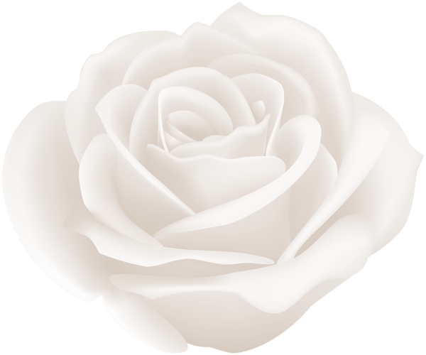This png image - White Rose Clip Art Image, is available for free download