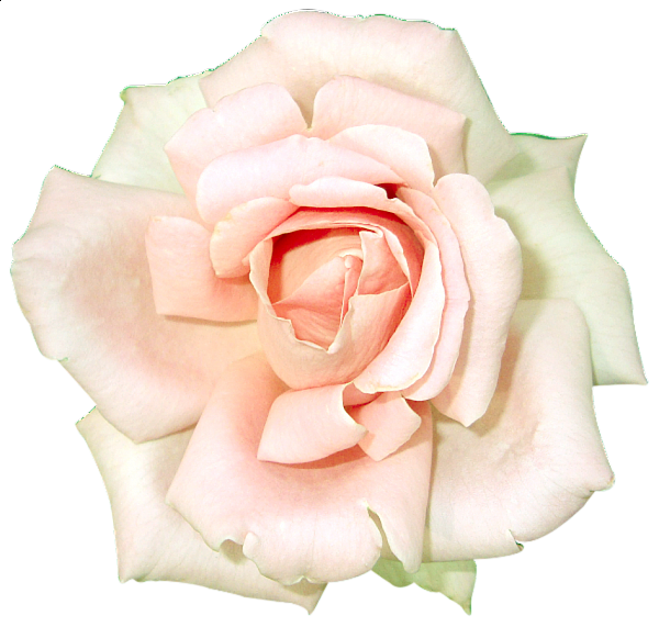 This png image - White Rose Clipart, is available for free download