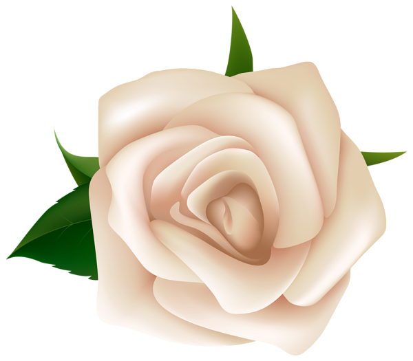 This png image - White Rose Clipart PNG Image, is available for free download