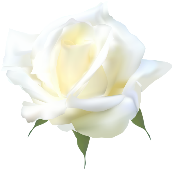 This png image - White Rose PNG Clip Art, is available for free download