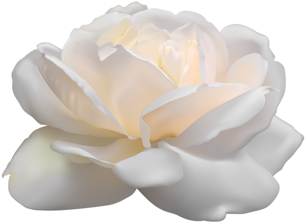 This png image - White Rose PNG Clip Art Image, is available for free download