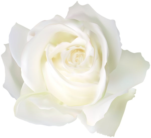 White Rose PNG Clip Art Image | Gallery Yopriceville - High-Quality